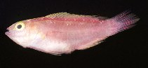Image of Cirrhilabrus roseafascia (pink-banded fairy-warsse)