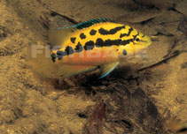 Image of Trichromis salvini (Yellow belly cichlid)