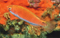 Image of Cirrhilabrus solorensis (Red-eye wrasse)