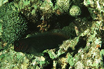 Image of Cirripectes variolosus (Red-speckled blenny)