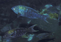 Image of Bodianus africanus (African Creole wrasse)