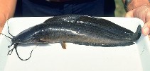 Image of Clarias batrachus (Philippine catfish)