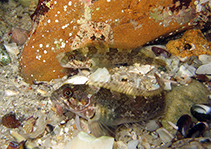 Image of Clinus cottoides (Bluntnose klipfish)