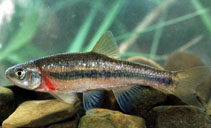 Image of Clinostomus funduloides (Rosyside dace)