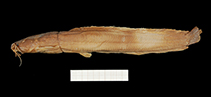 Image of Clariallabes manyangae 