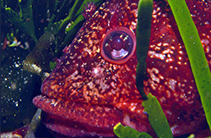 Image of Clinus robustus (Robust klipfish)