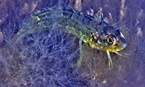 Image of Clinus spatulatus (Bot River klipfish)