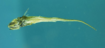 Image of Coryphaenoides alateralis 