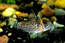 Image of Corydoras ambiacus (Spotted corydoras)