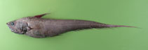 Image of Coryphaenoides armatus (Abyssal grenadier)