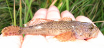 Image of Cottus beldingii (Paiute sculpin)