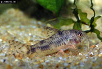 Image of Corydoras carlae (Carla\