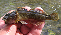 Image of Cottus confusus (Shorthead sculpin)