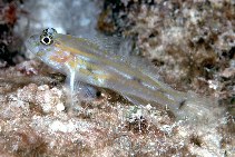 Image of Coryphopterus eidolon (Pallid goby)