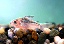 Image of Corydoras elegans (Elegant corydoras)