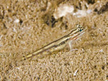 Image of Coryphopterus glaucofraenum (Bridled goby)