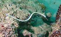 Image of Corythoichthys haematopterus (Messmate pipefish)