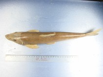 Image of Coreius heterodon 