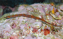 Image of Cosmocampus investigatoris (Investigator pipefish)