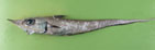 Image of Coelorinchus labiatus (Spearsnouted grenadier)