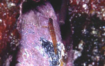 Image of Corcyrogobius lubbocki 