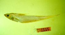 Image of Coryphaenoides marginatus (Amami grenadier)