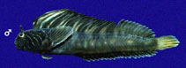 Image of Coralliozetus micropes (Scarletfin blenny)