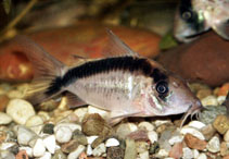 Image of Corydoras narcissus (Long nosed arched cory)