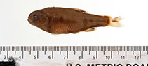 Image of Codoma ornata (Ornate shiner)