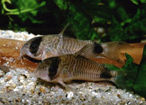 Image of Corydoras panda (Panda corydoras)