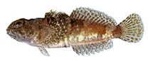 Image of Cottus paulus (Pygmy sculpin)