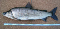 Image of Coregonus pidschian (Humpback whitefish)
