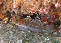 Image of Coryphopterus punctipectophorus (Spotted goby)