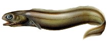 Image of Coloconger raniceps (Froghead eel)