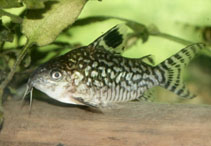 Image of Corydoras reticulatus (Reticulated corydoras)