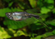 Image of Corynopoma riisei (Swordtail characin)