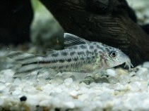 Image of Corydoras robineae (Bannertail catfish)