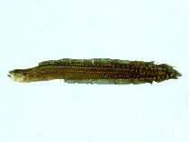 Image of Congrogadus spinifer (Spiny eel blenny)