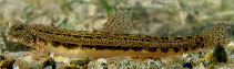 Image of Cobitis strumicae (Bulgarian spined loach)