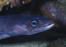 Image of Conger triporiceps (Manytooth conger)