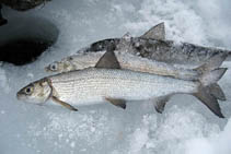 Image of Coregonus widegreni (Valaam whitefish)