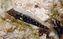 Image of Cryptocentrus albidorsus (White-backed shrimpgoby)