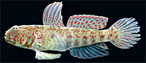 Image of Cryptocentrus altipinna (Highfin shrimpgoby)