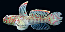Image of Cryptocentrus altipinna (Highfin shrimpgoby)