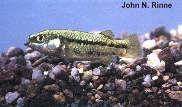 Image of Crenichthys baileyi (White River springfish)