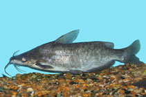 Image of Cranoglanis bouderius 