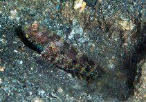 Image of Cryptocentrus caeruleomaculatus (Blue-speckled prawn-goby)