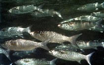 Image of Moolgarda crenilabis (Fringelip mullet)