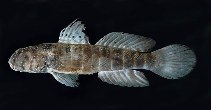Image of Cryptocentrus cryptocentrus (Ninebar prawn-goby)