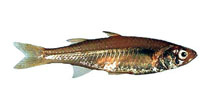 Image of Craterocephalus cuneiceps (Deep hardyhead)